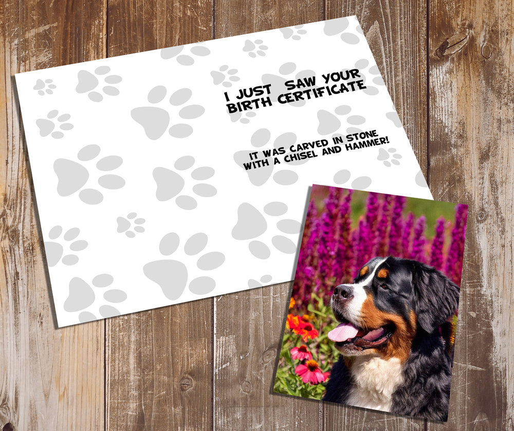 Bernese Mountain Dog Greeting Cards