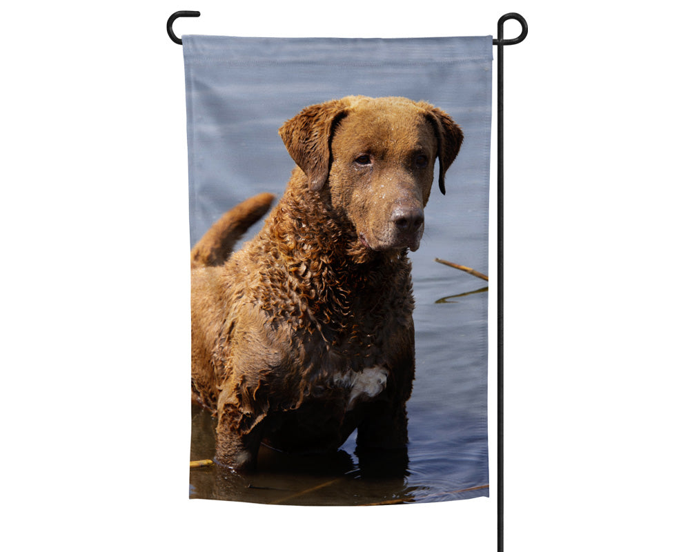 Chesapeake Bay Retriever Garden Flag