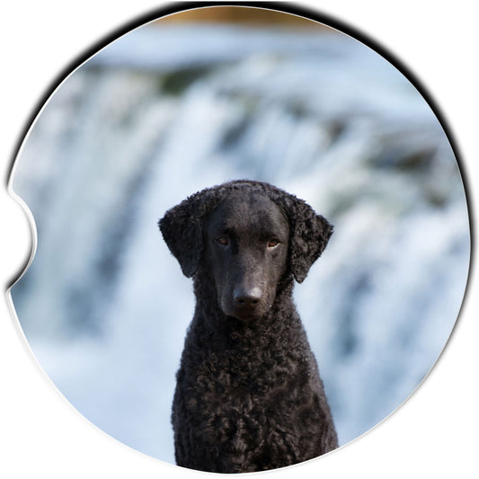 Curly Coated Retriever Car Coaster