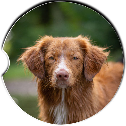 Nova Scotia Toller Car Coaster